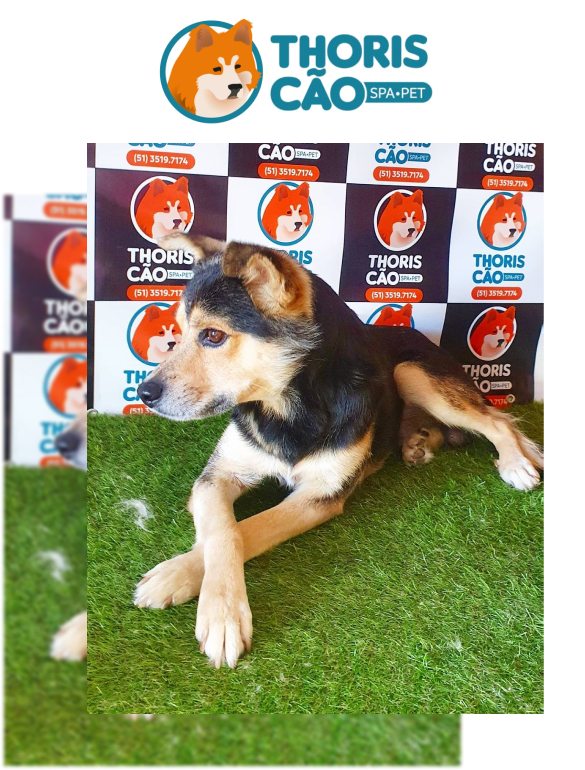 Thoris Cão SPA-PET
